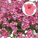 Bild von Diascia P12 Antique Rose